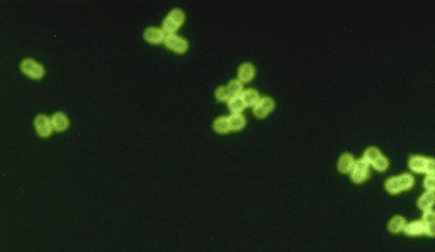 Pneumococcus